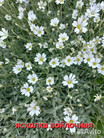 Почвопокровные растения для сада,не прихотливые