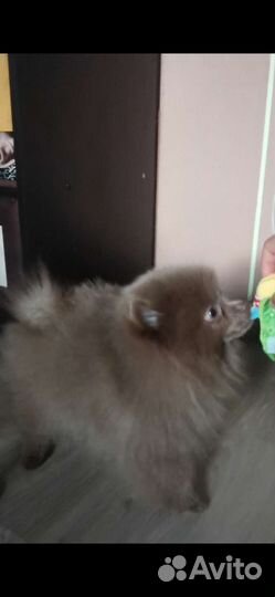 Померанский шпиц лиловый