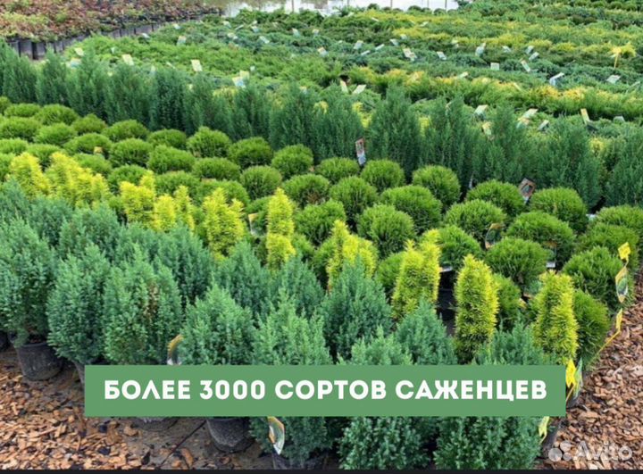 Туя смарагд саженцы