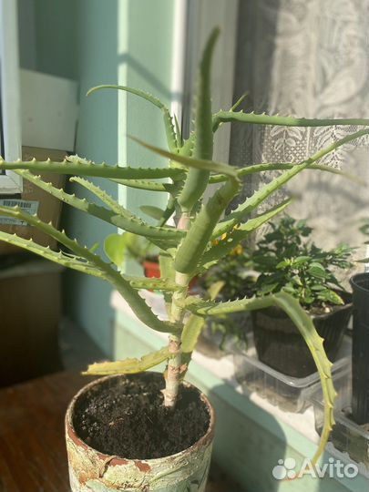 Алоэ лечебный. Вера