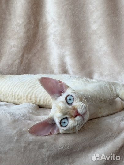 Девон-рекс клубный котёнок от Чемпиона породы