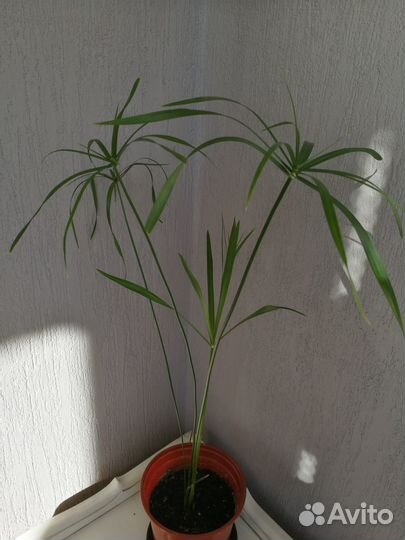 Комнатные растения цветы с доставкой