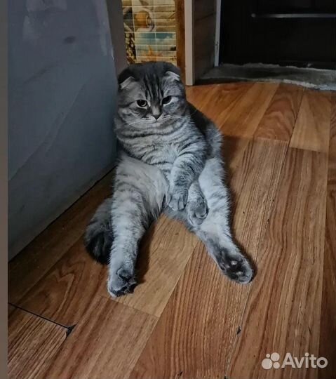 Шотландская