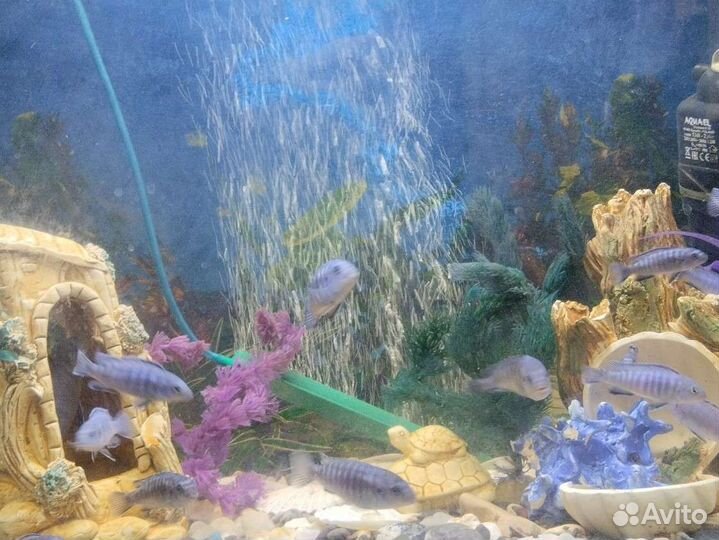 Аквариумные рыбки Пиндани