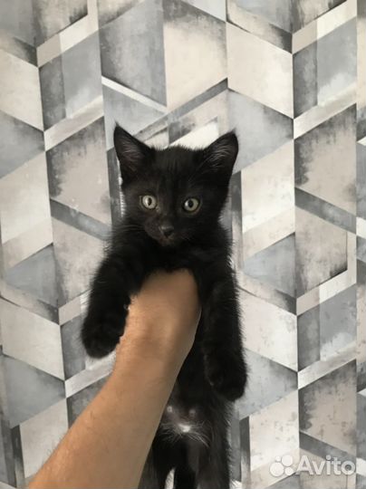 Котята