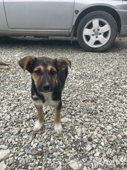 Собака в добрые руки отдам бесплатно