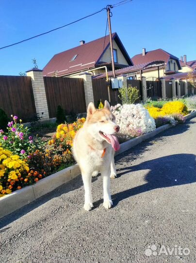 Сибирский хаски вязка