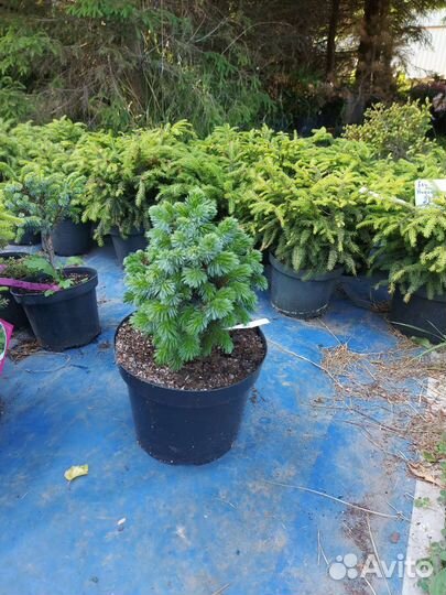 Picea sitchensis Peve Wiesje 15-25см