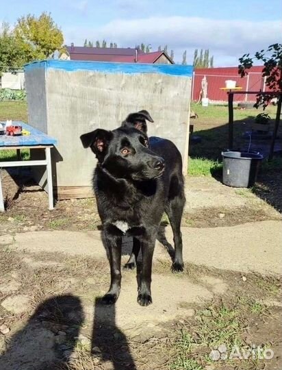 Брюнетка Соня, стерилизована