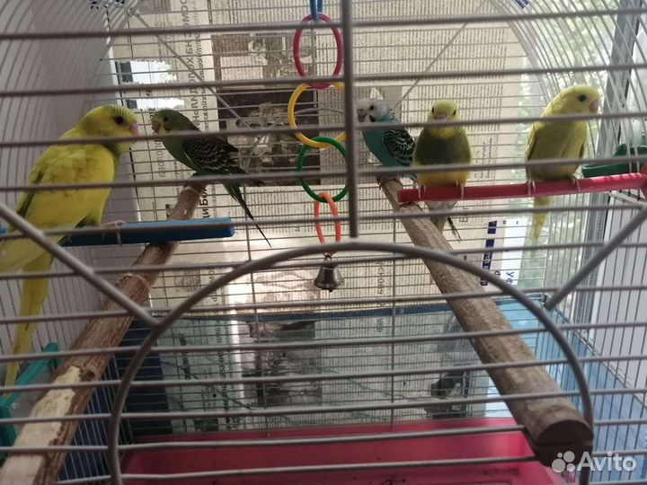 Волнистые попугайчики