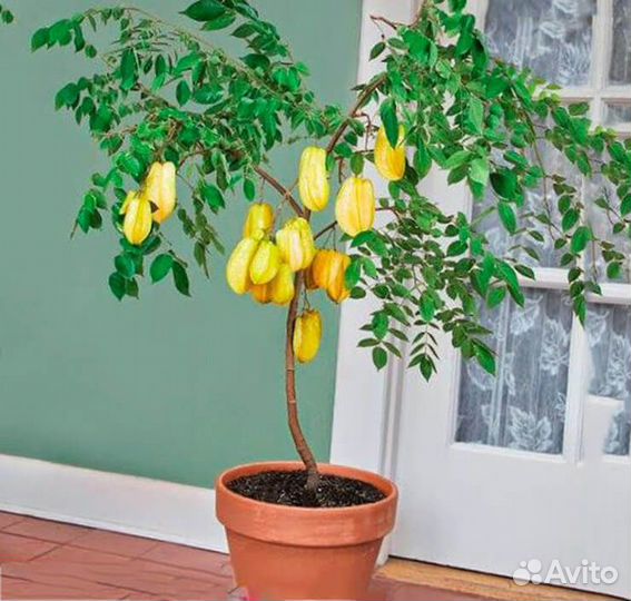Саженцы экзотических плодов