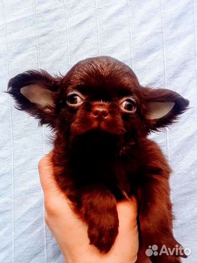 Щенки и подростки, чихуахуа шоколадные