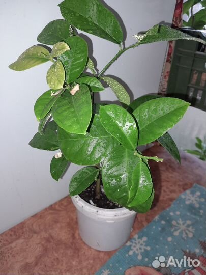 Лимон плодоносящий