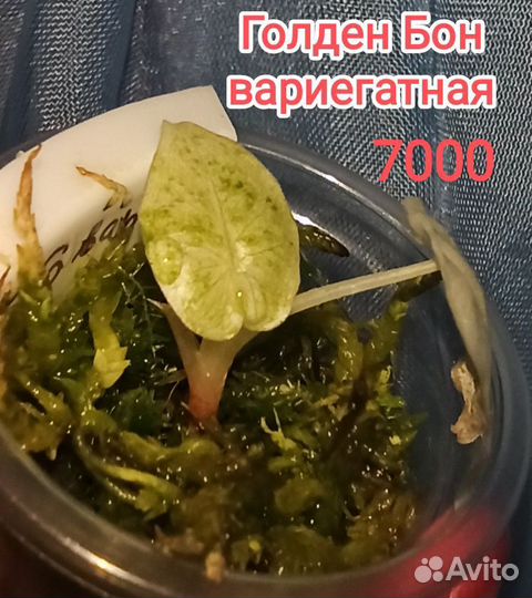 Редкие алоказии. Клубни 1