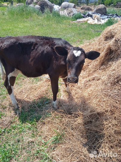 Телята телочки