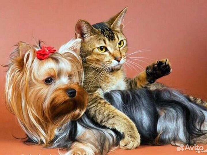 Грумер, стрижка собак, кошек