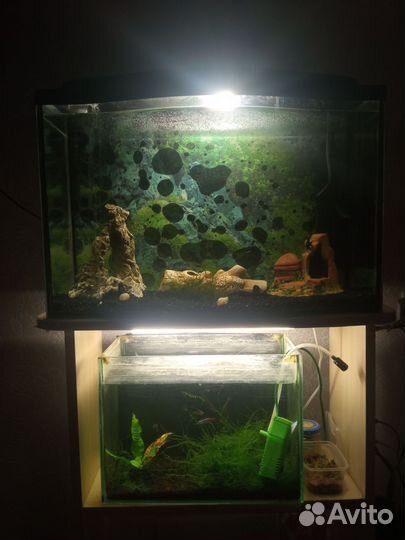 Аквариумы 50и20л с рыбками