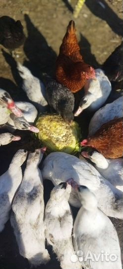 Мускусные утки тяжелой линии