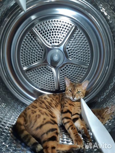 Бенгальская кошка в добрые руки