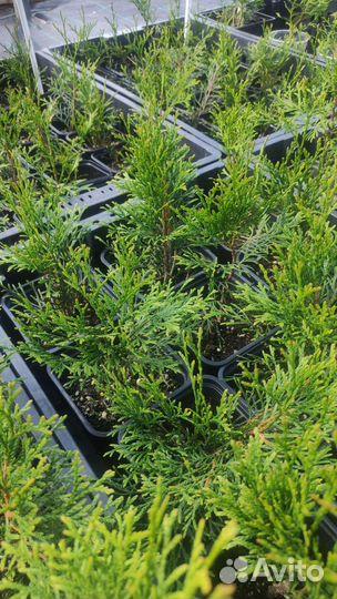 Саженцы туи, можжевельника