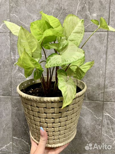 Сингониум, циперус