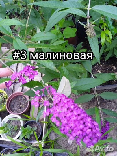 Буддлея Давида