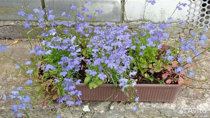 Цветочный микс из однолетников в балконном ящике