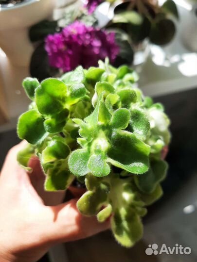 Фиалка сортовая