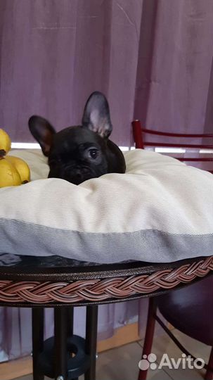 Французский бульдог щенки мини