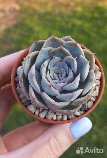 Суккуленты по всей РФ (часть2) - Эхеверии