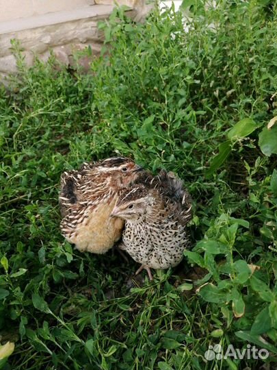Перепела несушки