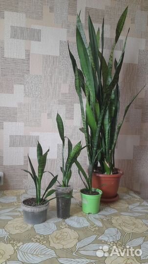 Сансевиерия/щучий хвост/алое Вера,дифенбахия
