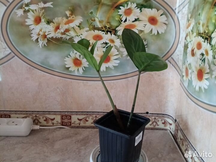 Замиокулькас