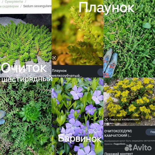 Гортензия,диктамнус,климатис и др.многолетники