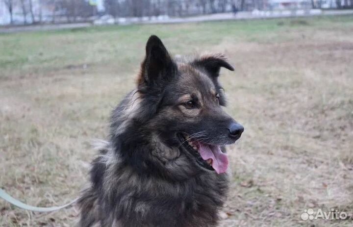 Собака из приюта ищет дом