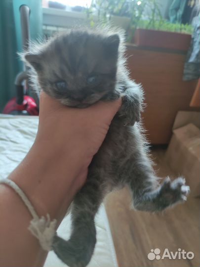 Британский котёнок
