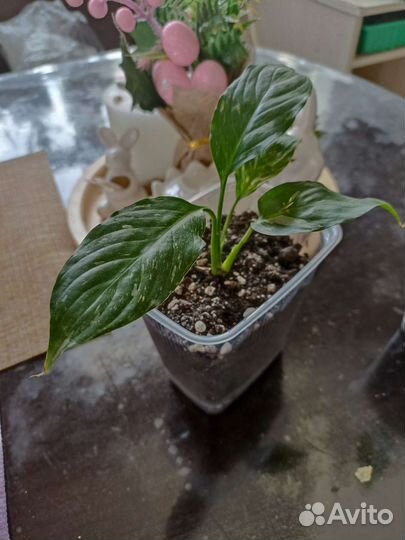 Спатифиллум Домино Женское счастье вариегатный