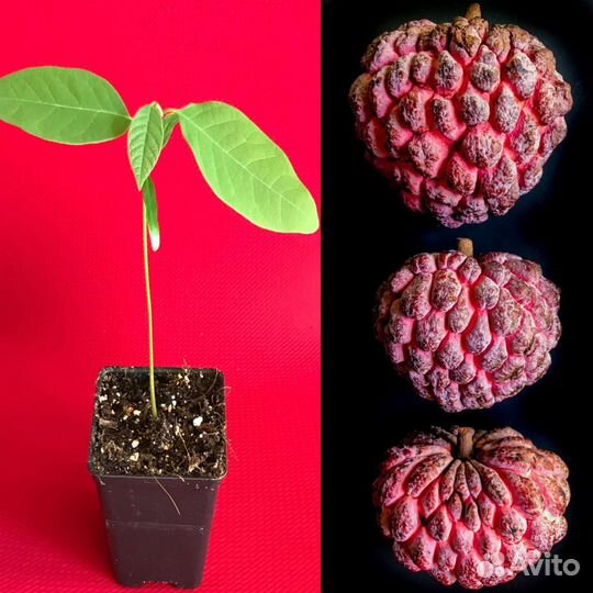 Аннона scuamosa семена