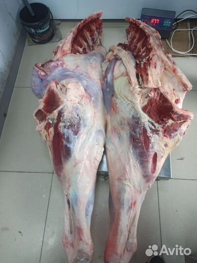 Мясо говядина, телятина, молодняк, задняя часть