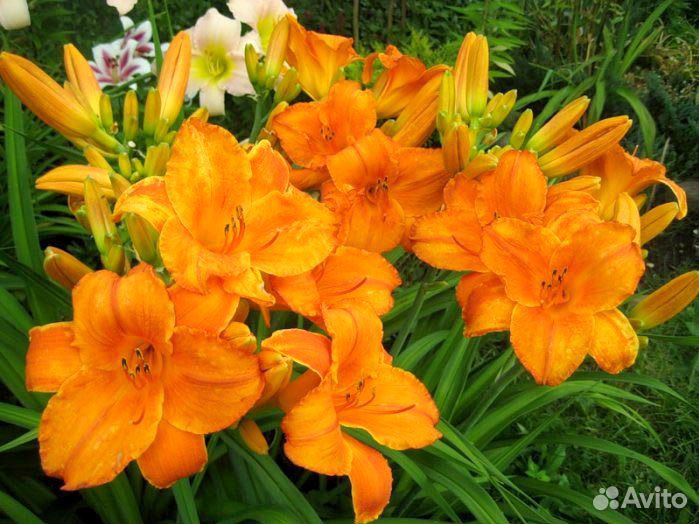 Лилейник, люпины, астры, агемона и другие растения