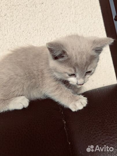 Кошка в дар