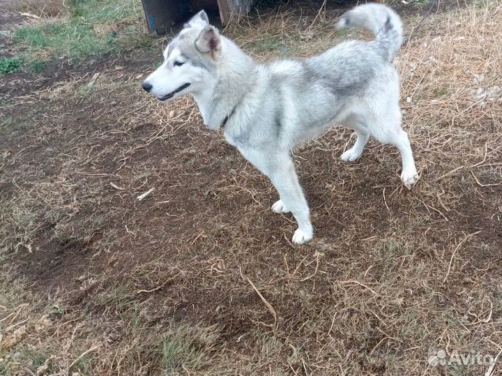 Собака сибирский хаски