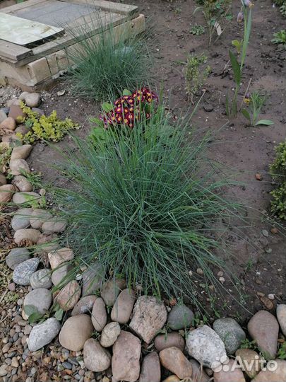 Злаки, очитки, молодило