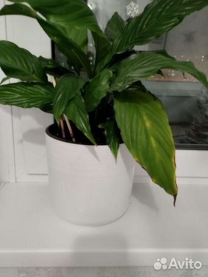 Спатифиллум цветут 2 штуки
