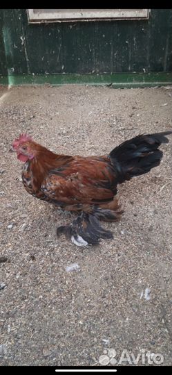 Карликовые куры