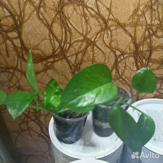 Излишки комнатных растений