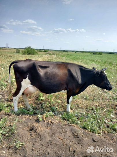 Корова и телка