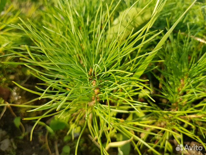 Кедр в подарок (любимым)