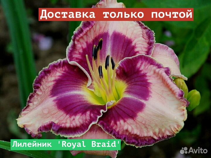 Лилейник Royal Braid