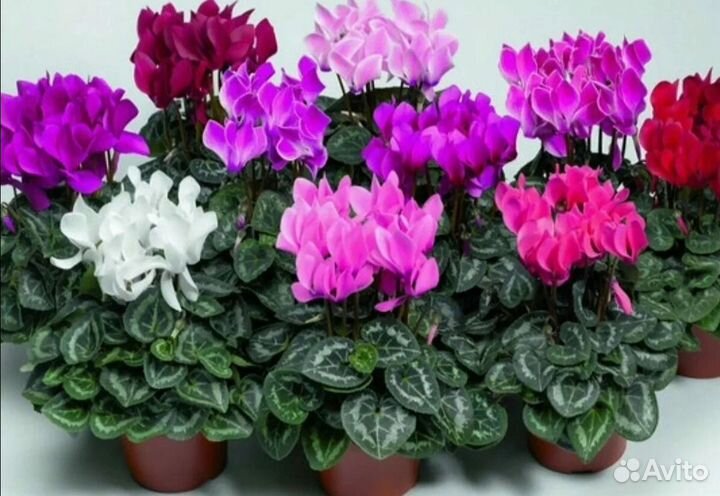 Ирисы многолетники